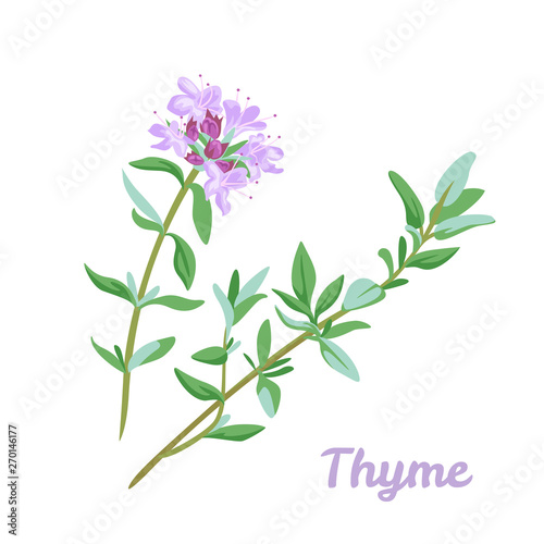 Blooming thyme icon isolated on white background. Vector illustration of a field medicinal plant in cartoon flat style. Spicy herb seasoning.
