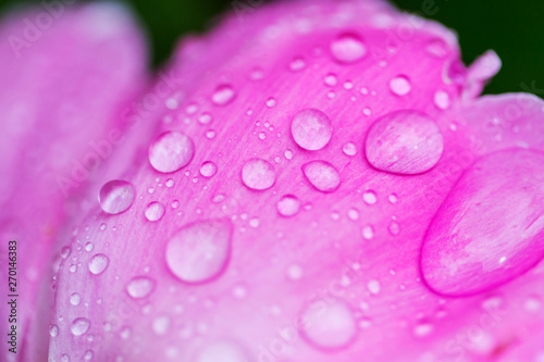 Wet flower