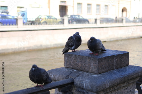 pigeon, bird