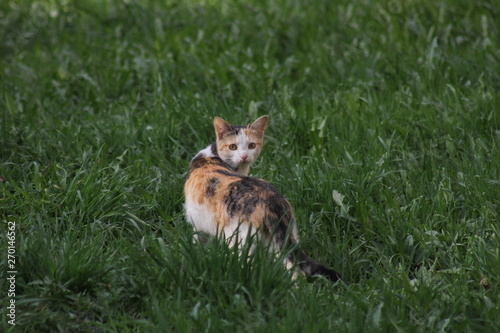  tortoiseshell cat walks on green grass