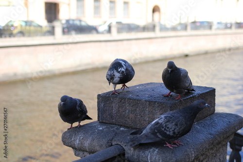 pigeon, bird