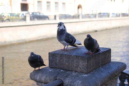 pigeon, bird
