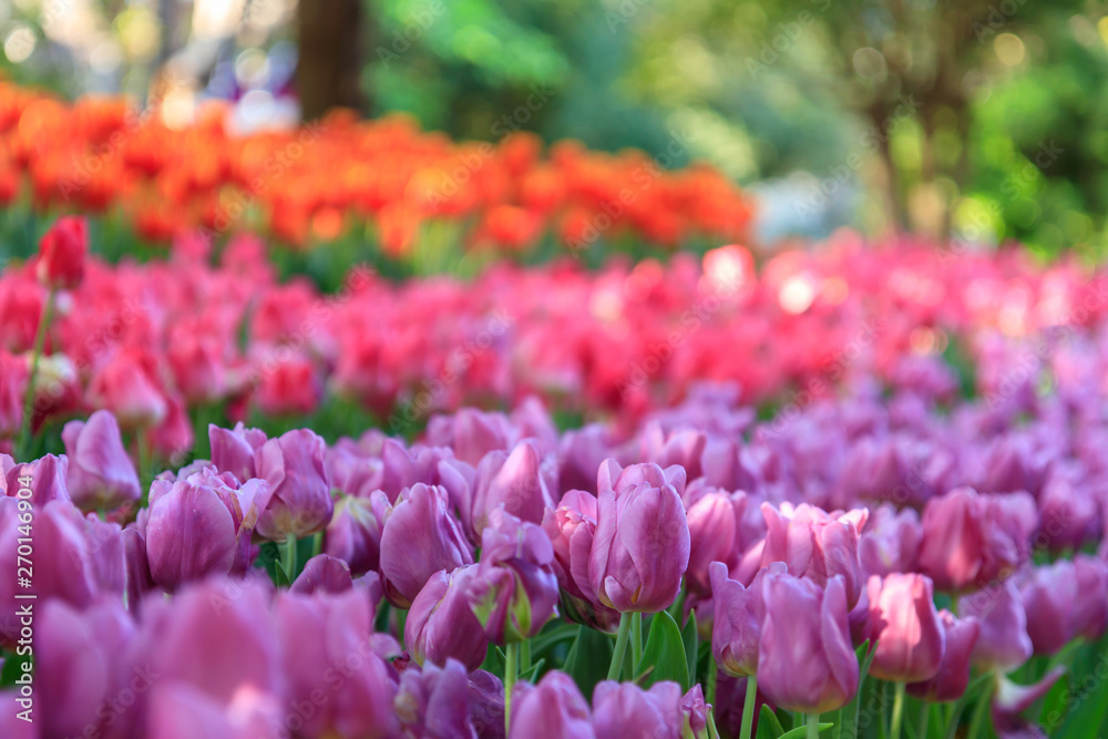 Beautiful colored tulips on a field in the morning . Beautiful bouquet of tulips in spring.Morning fresh air, oxygen to the body to power the whole day. Beautiful colored tulips on a field in the morning . Beautiful bouquet of tulips in spring.Morning fresh air, oxygen to the body to power the whole day.