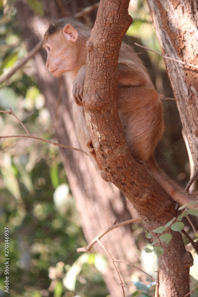 Obraz premium watching monkey