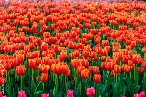 Beautiful colored tulips on a field in the morning . Beautiful bouquet of tulips in spring.Morning fresh air, oxygen to the body to power the whole day. © khanunza