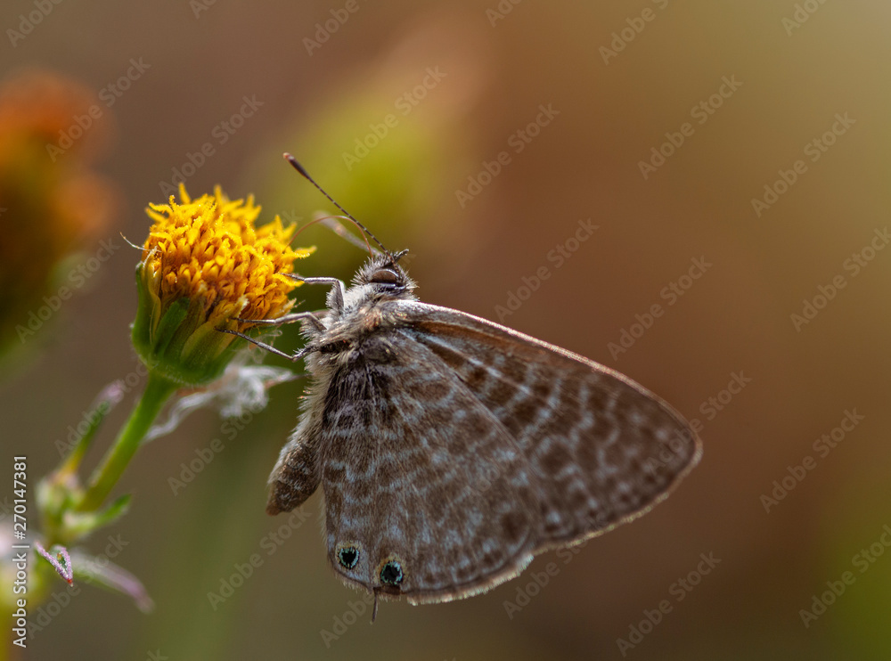 Fototapeta premium butterfly on flower
