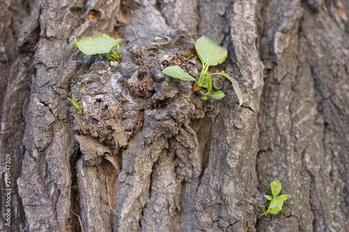 green, nature