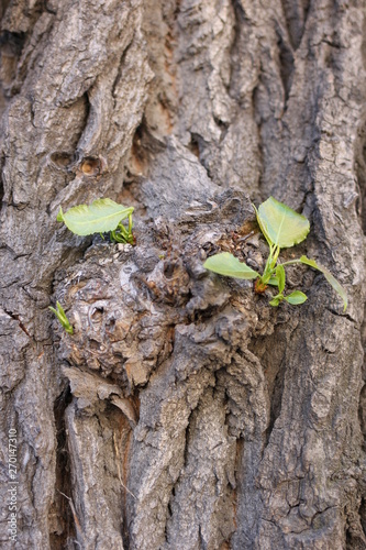 green, nature