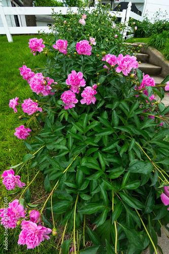 Wallpaper Mural Pink garden flowers Torontodigital.ca