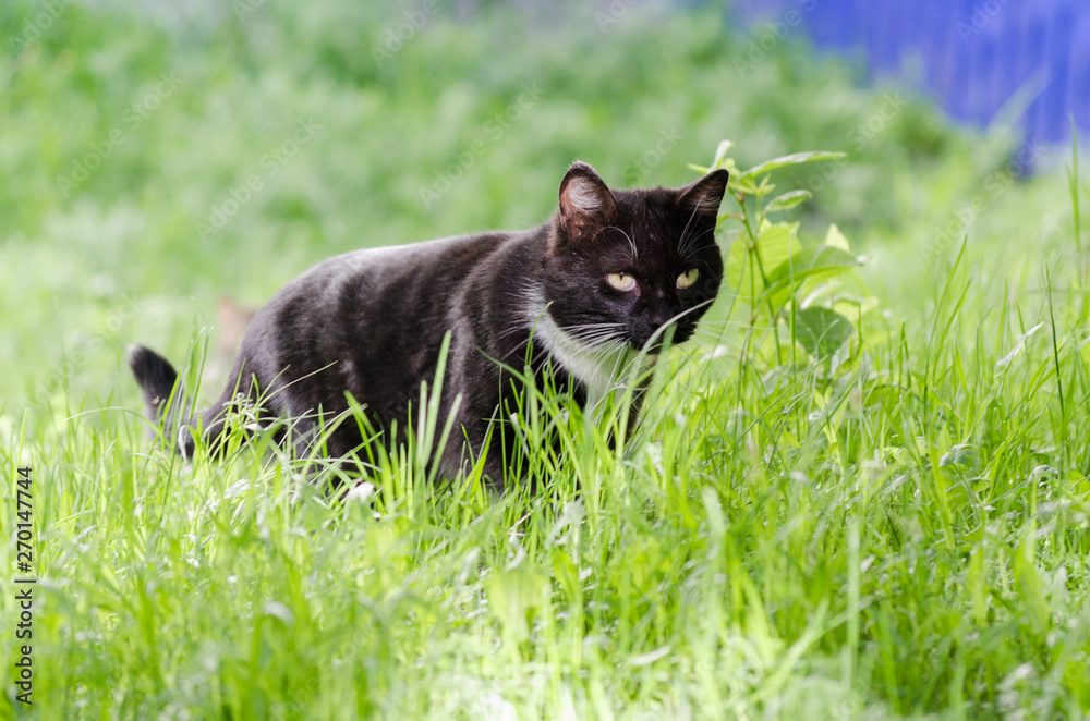 Black cat with white breast in green grass
