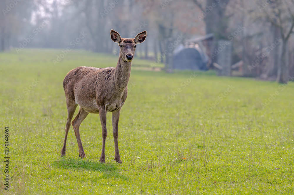 Fototapeta premium roe deer at field in the wild nature