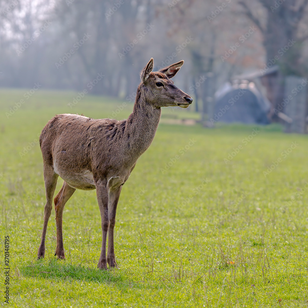 roe deer at field in the wild nature