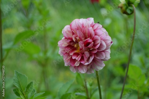 dahlia,  flower, pink, nature, garden, plant, green, flowers, flora, summer,   blossom, beauty, petals, beautiful, bloom, purple, petal, macro, clover, floral, color, red, spring, closeup