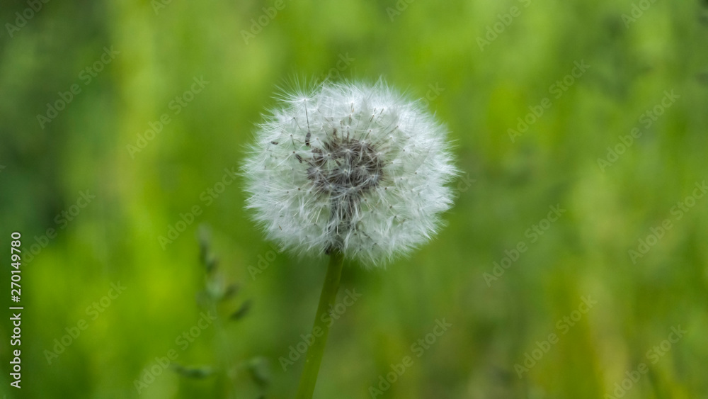 Floral background. Blurred green bokeh. Spring floral background with flowers and green leaves, grass. Sunshine. Green. Floral background, flowers on a green background.