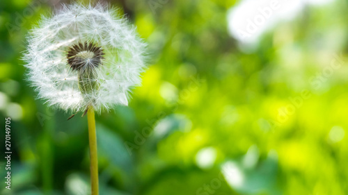 Floral background. Blurred green bokeh. Spring floral background with flowers and green leaves  grass. Sunshine. Green. Floral background  flowers on a green background.