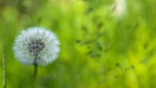 Floral background. Blurred green bokeh. Spring floral background with flowers and green leaves  grass. Sunshine. Green. Floral background  flowers on a green background.