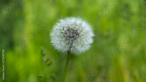 Floral background. Blurred green bokeh. Spring floral background with flowers and green leaves  grass. Sunshine. Green. Floral background  flowers on a green background.