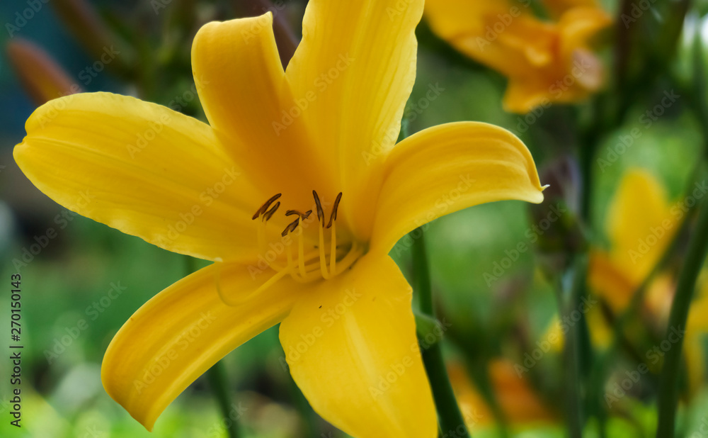 Yellow flower on a background of green foliage, grass. Summer sunny, sunshine, summer background. Yellow flower on a background of green foliage, grass. Summer sunny, sunshine, summer background.