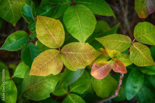 Foto Leaves of Poison Ivy plant, Toxicodendron radicans