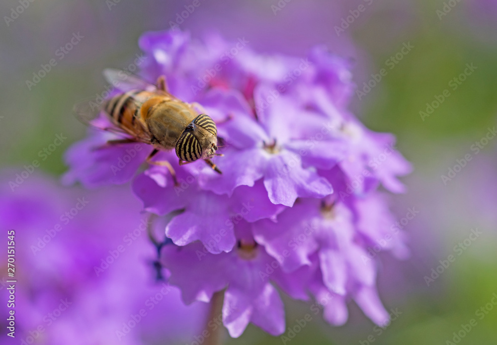 Flower fly feeding on a purple Elizabeth Earle flowers in garden Flower fly feeding on a purple Elizabeth Earle flowers in garden
