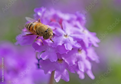 Flower fly feeding on a purple Elizabeth Earle flowers in garden © Paul Vinten