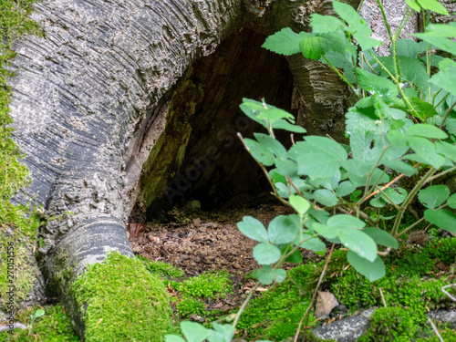 mini cave hole in a trunk of abre