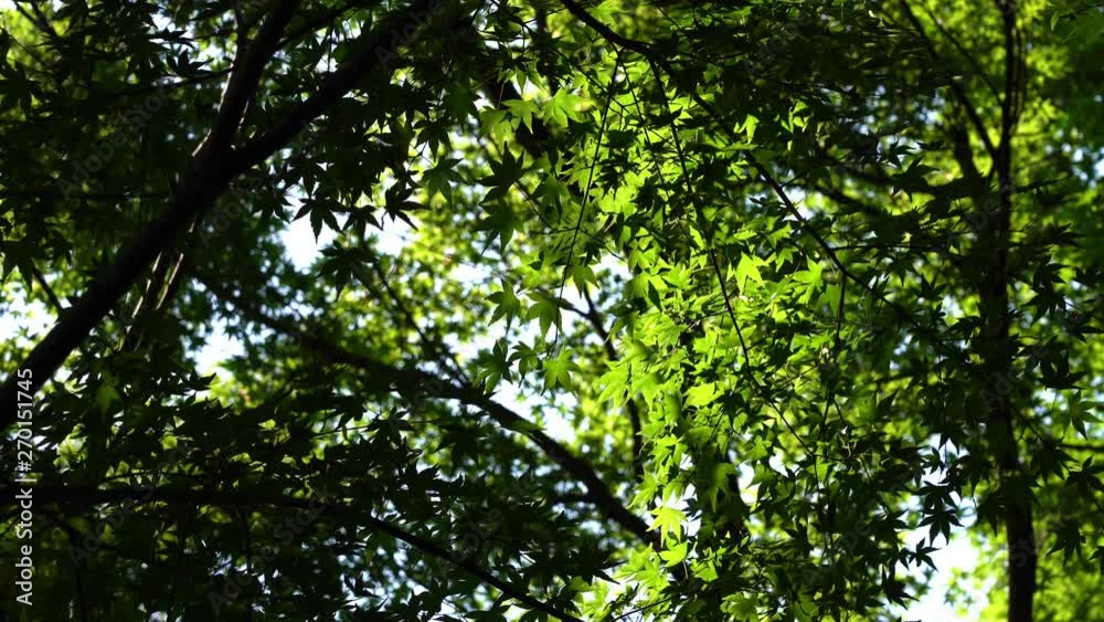 Green maple leaves swaying in the wind Green maple leaves swaying in the wind