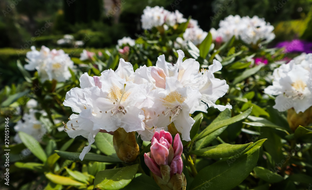Opening of beautiful white flower of Rhododendron Cunningham's White in spring garden. Gardening concept Opening of beautiful white flower of Rhododendron Cunningham's White in spring garden. Gardening concept