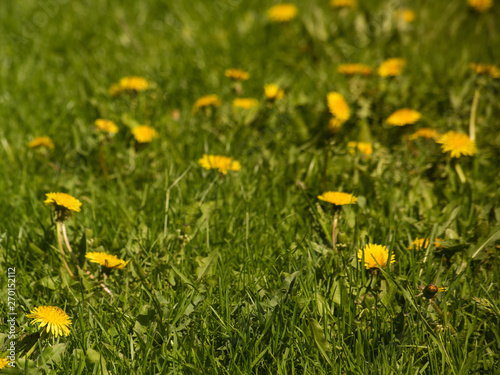 Square background with yellow dandelion in the green field