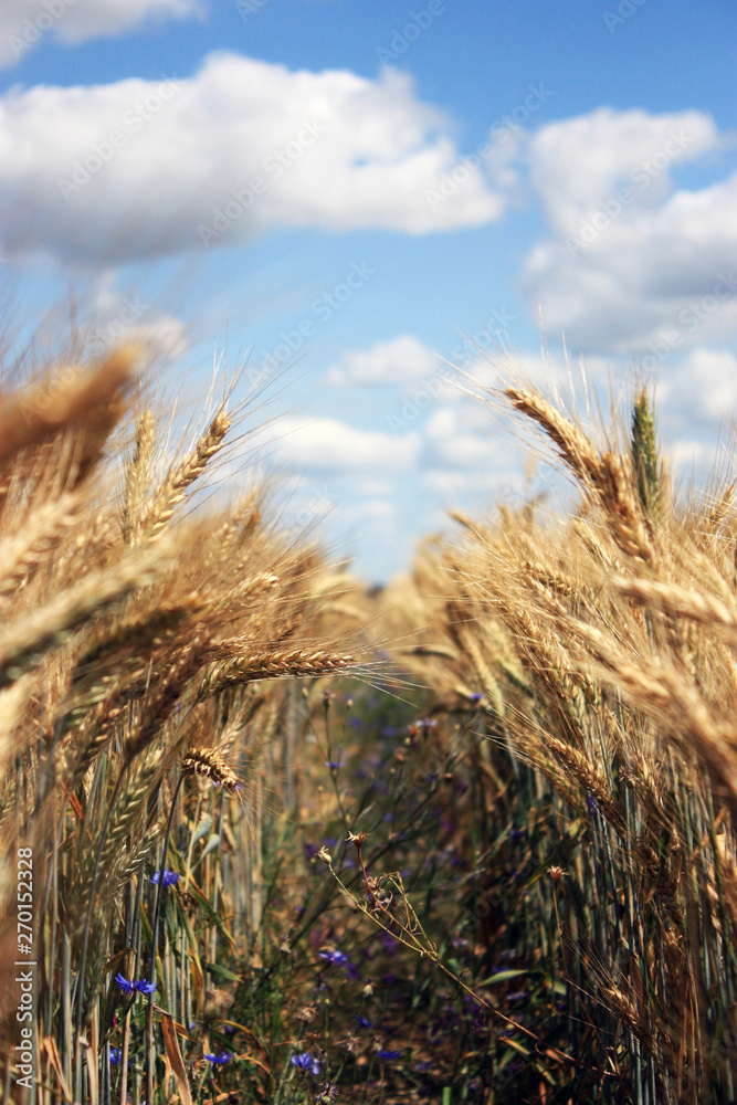 Fototapeta premium Ripe wheat ears closeup. Field with splendid wheat
