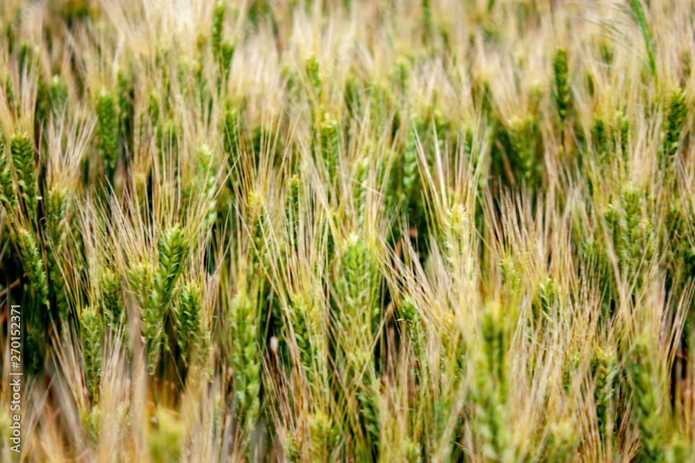 Spikelets of cereals on the field close-up. Wheatfield with a great harvest. Panorama of a wheat field on a summer day.