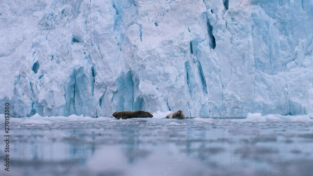 Two bearded seals float on icebergs in front of glacier and look around anxiously - Filmed in the Arctic.