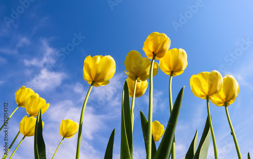 Beautiful yellow tulips in spring against blue sky with clouds