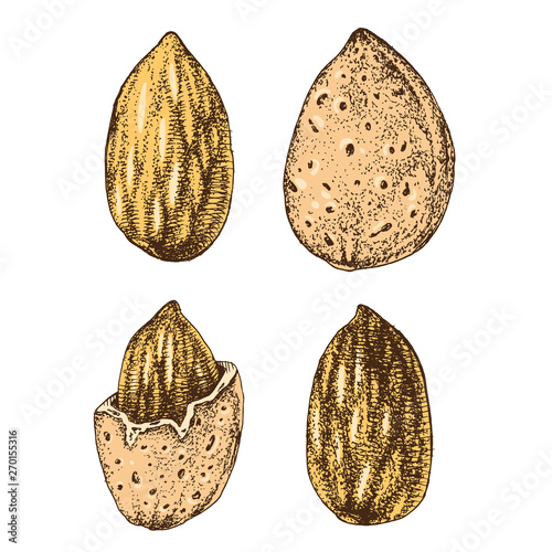 Hand drawn almonds