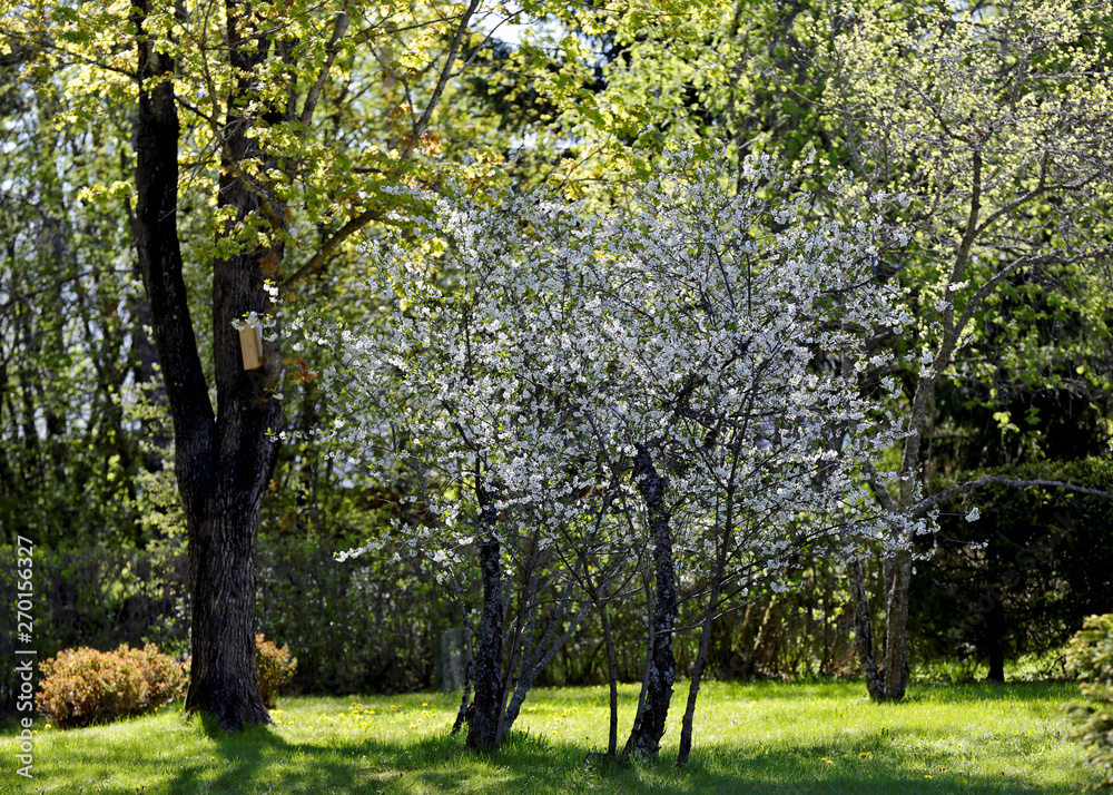 A cherry tree blooming with beautiful white flowers on an early sunny morning