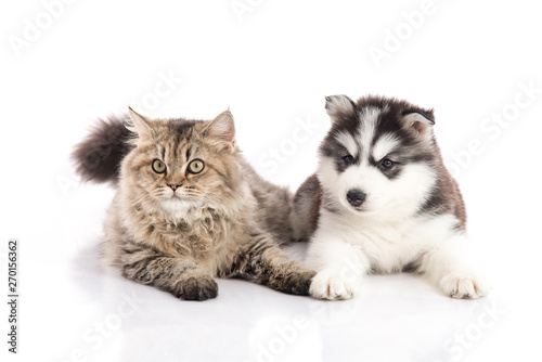 Cat and dog together lying on a white background,isolated