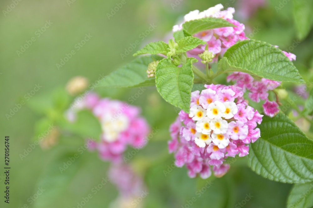 Close up West Indian Lantana flowers with blurred green background. Close up West Indian Lantana flowers with blurred green background.