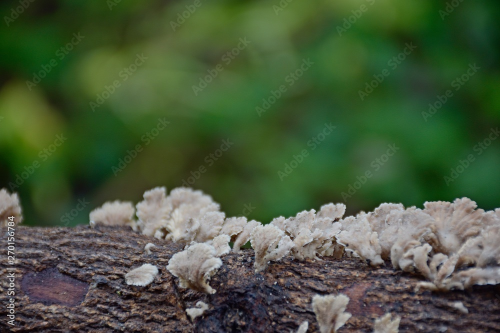 Close up fungi growth on old wooden with blurred green background. Close up fungi growth on old wooden with blurred green background.