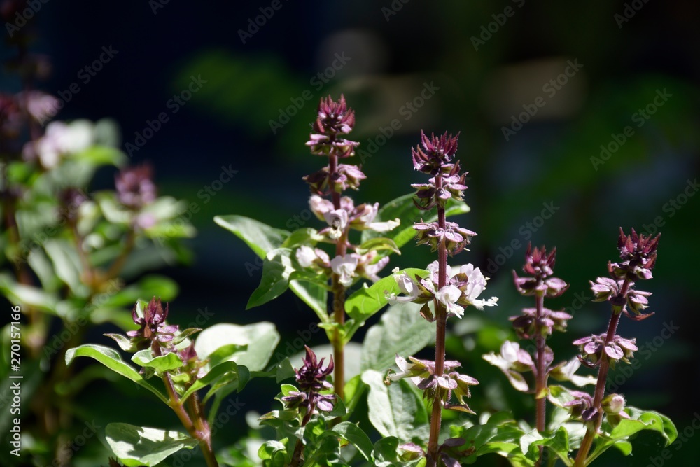 Sweet or Thai Basil flowers for cooking food and Thai herb. Sweet or Thai Basil flowers for cooking food and Thai herb.