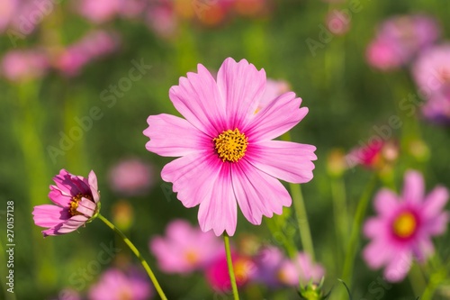 Colorful cosmos flowers with color effect for background