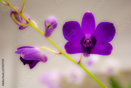 Orquidea flor lila violeta morada