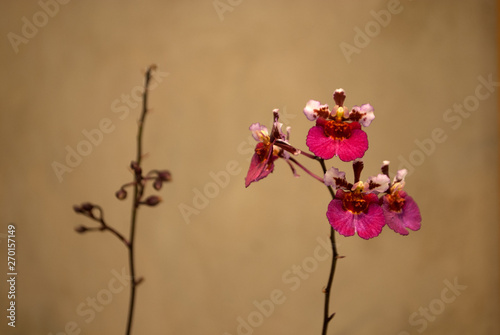 Orquidea rosa fuccia flor belleza photo