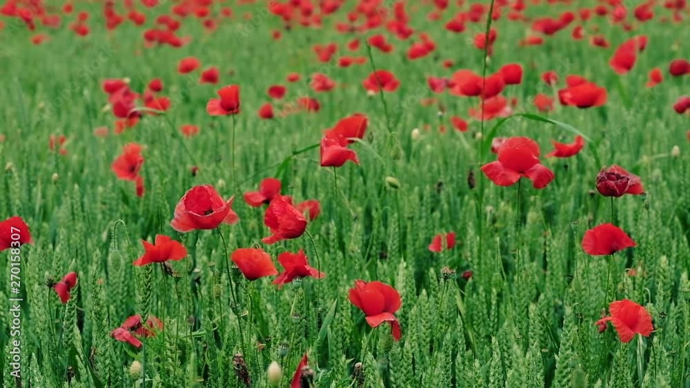 Field of poppies