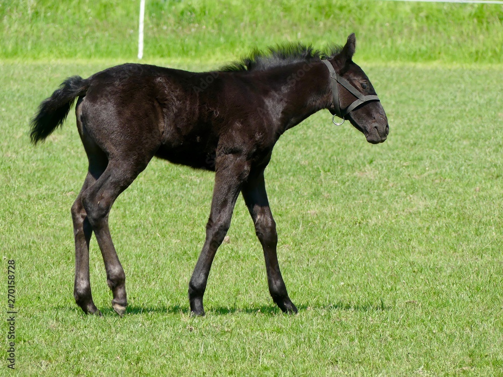 Foal on pasture of different positions Foal on pasture of different positions