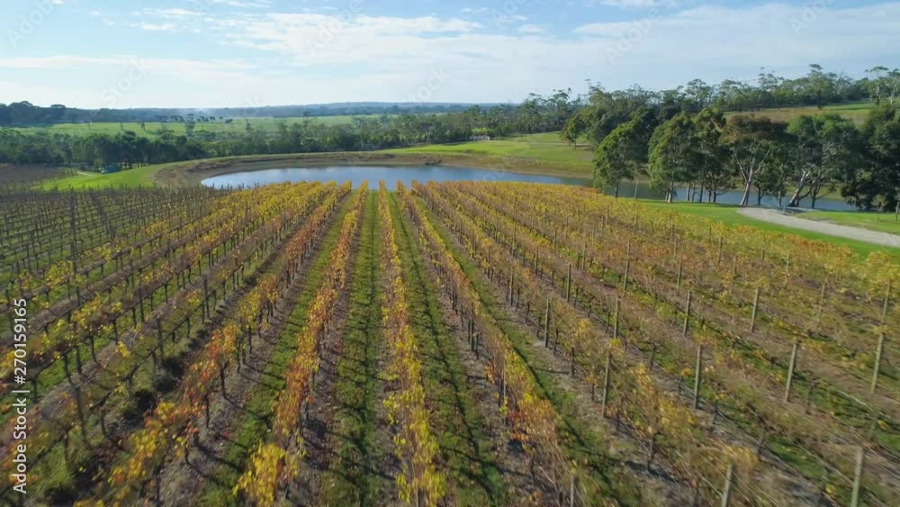 Backward flight low above yellow vineyard in autumn in Australia Backward flight low above yellow vineyard in autumn in Australia