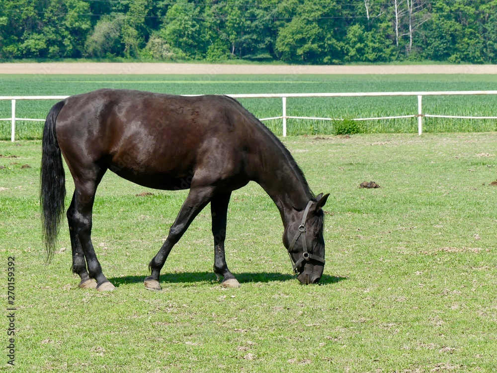 Obraz premium Dark brown horse on pasture