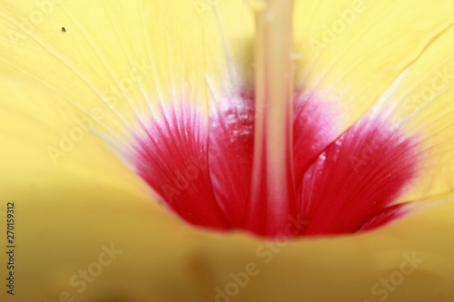 closeup of a flower