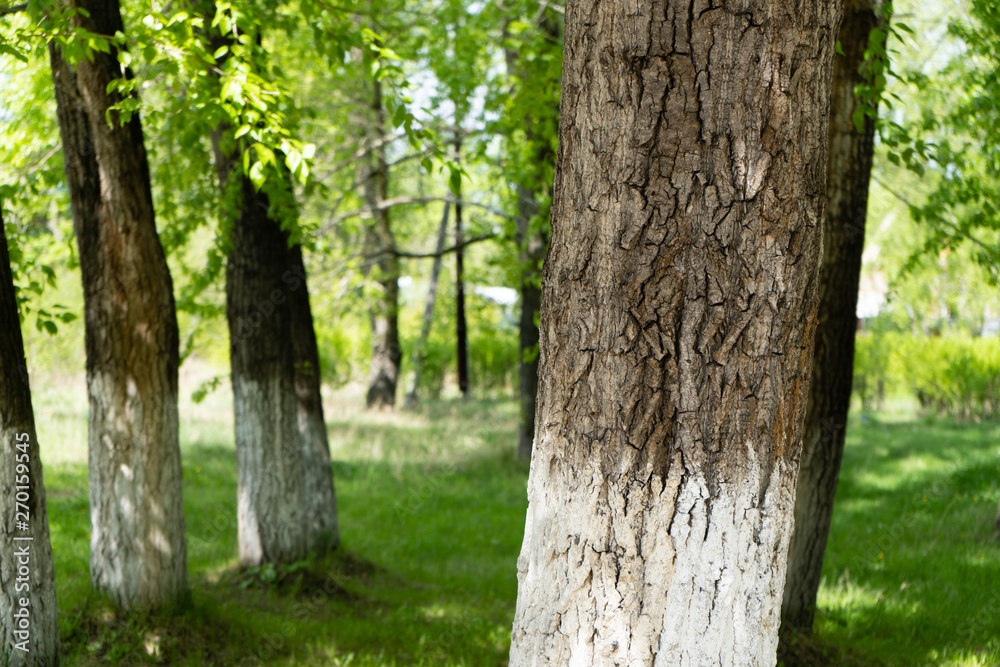 Whitewashed trees in park. White-washed tree trunks in a park on a summer sunny day. Whitewashed trees in park. White-washed tree trunks in a park on a summer sunny day.