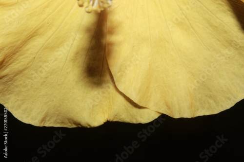 Closeup macro of a yellow Hibiscus flower.