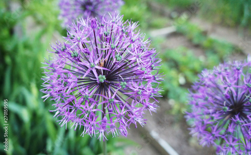 Lilac purple round flower growing closeup.